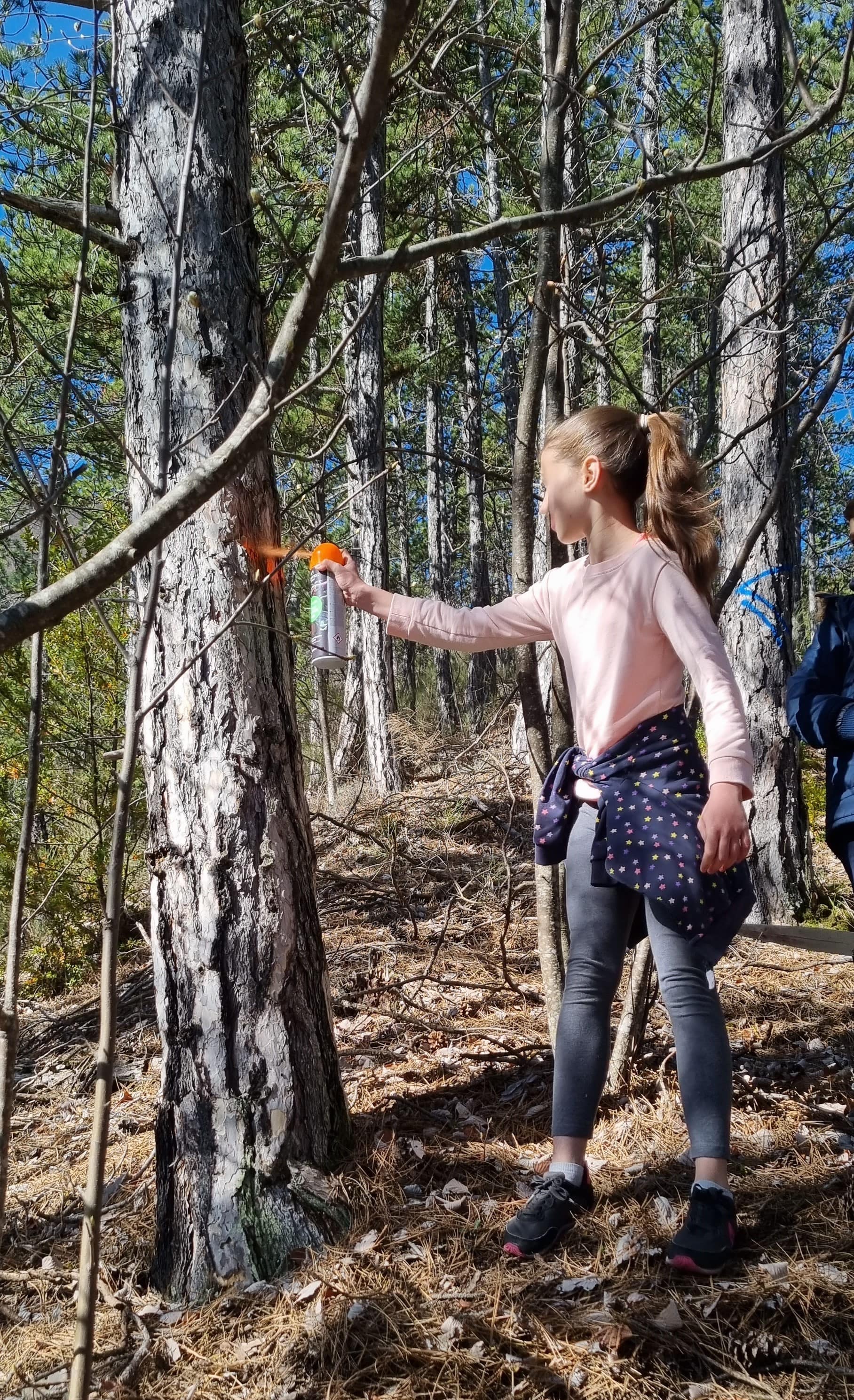 Bois et forêt 1