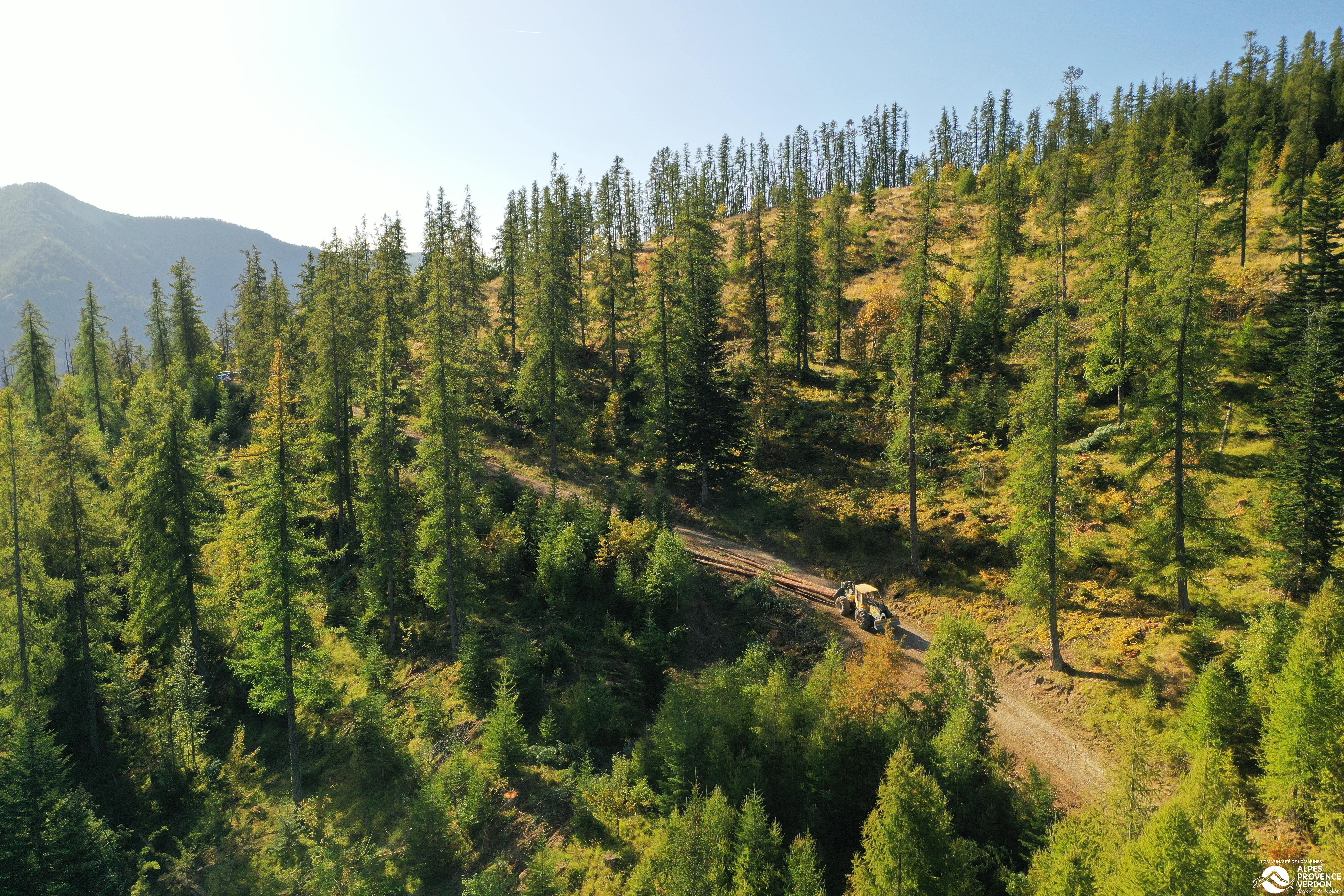 Bois et forêt 12