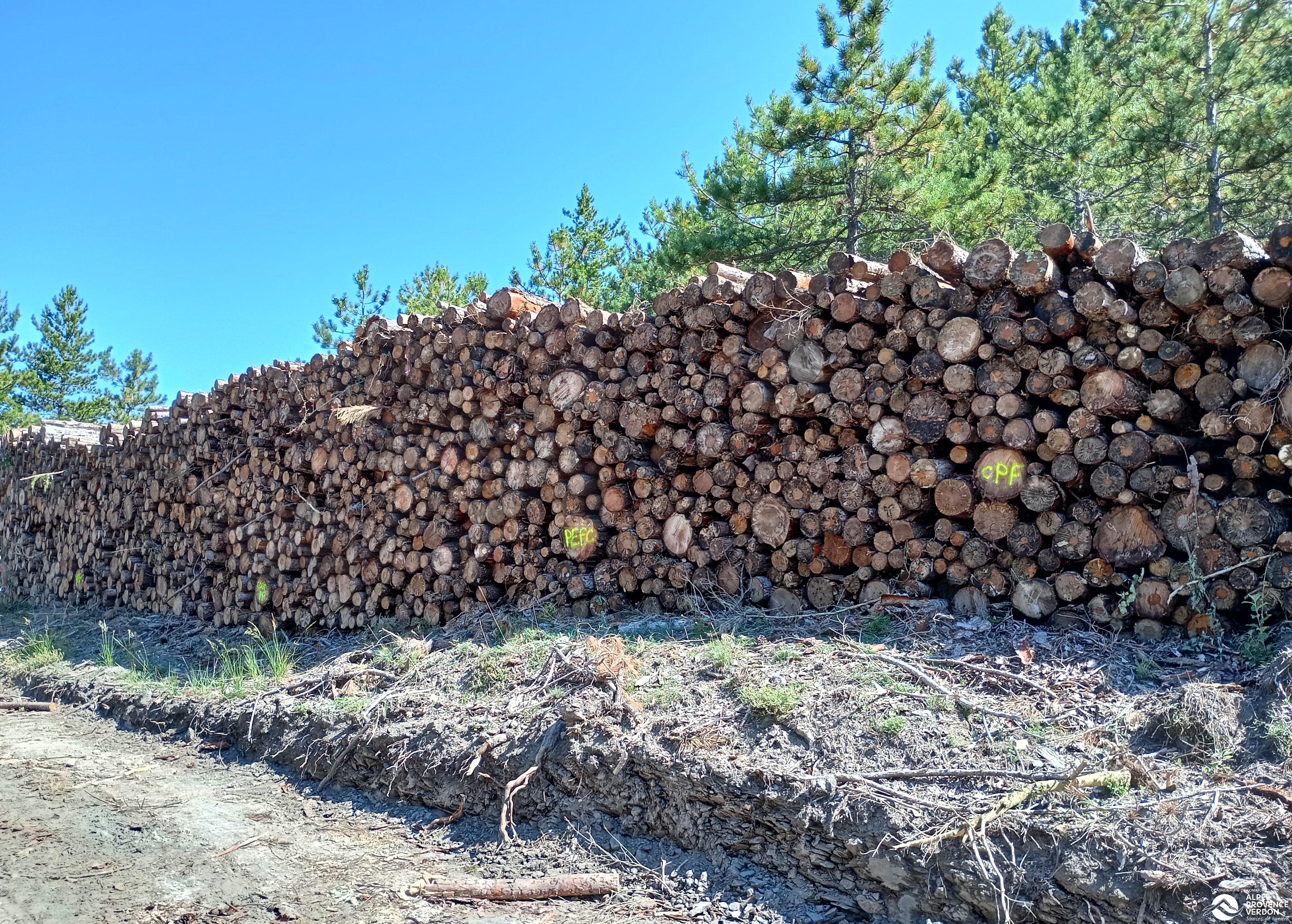 Bois et forêt 13