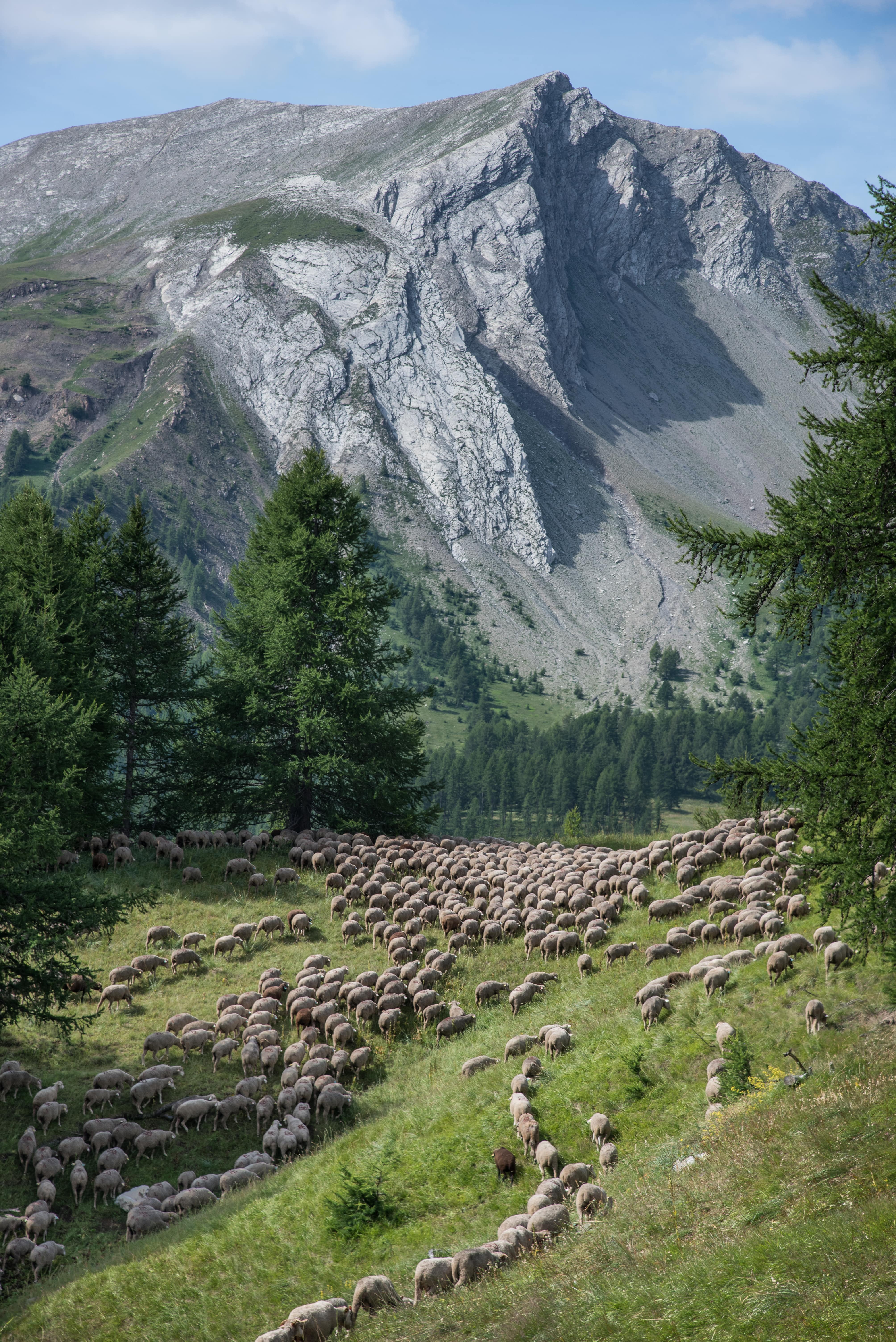 Bois et forêt 2