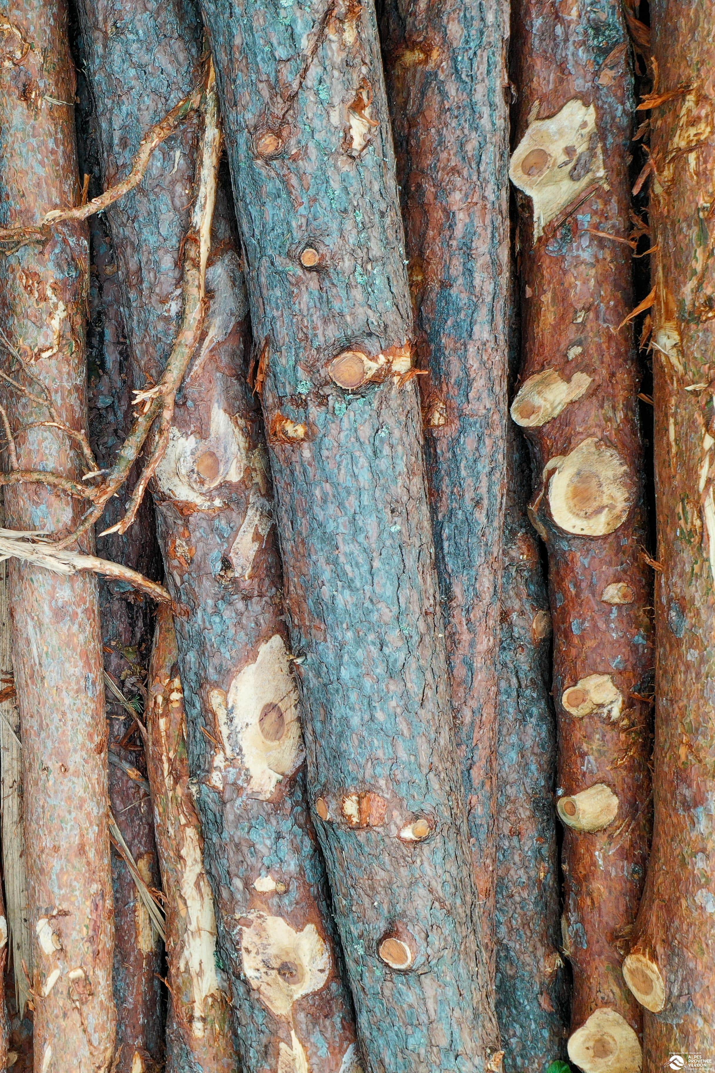 Bois et forêt 5
