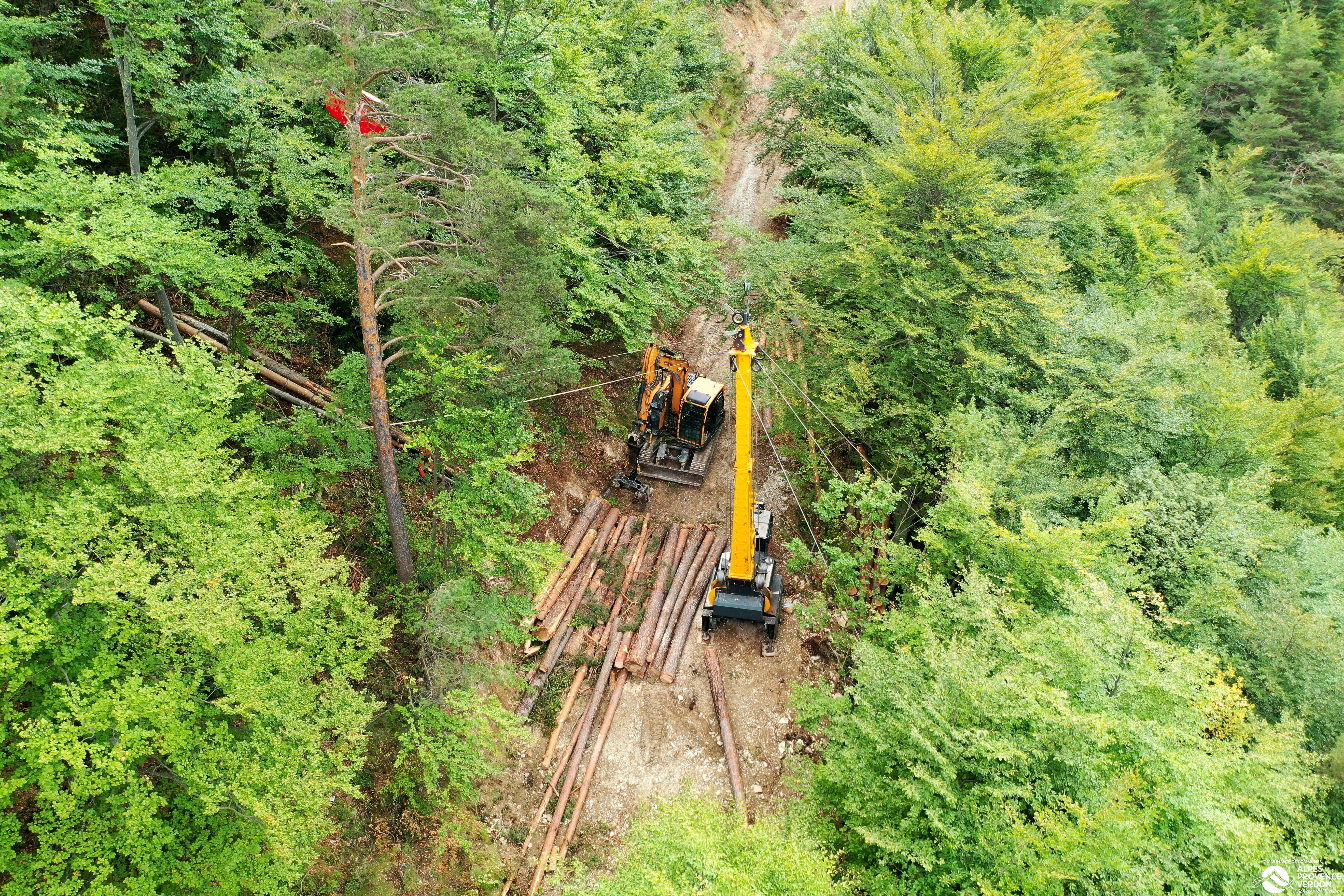 Bois et forêt 6
