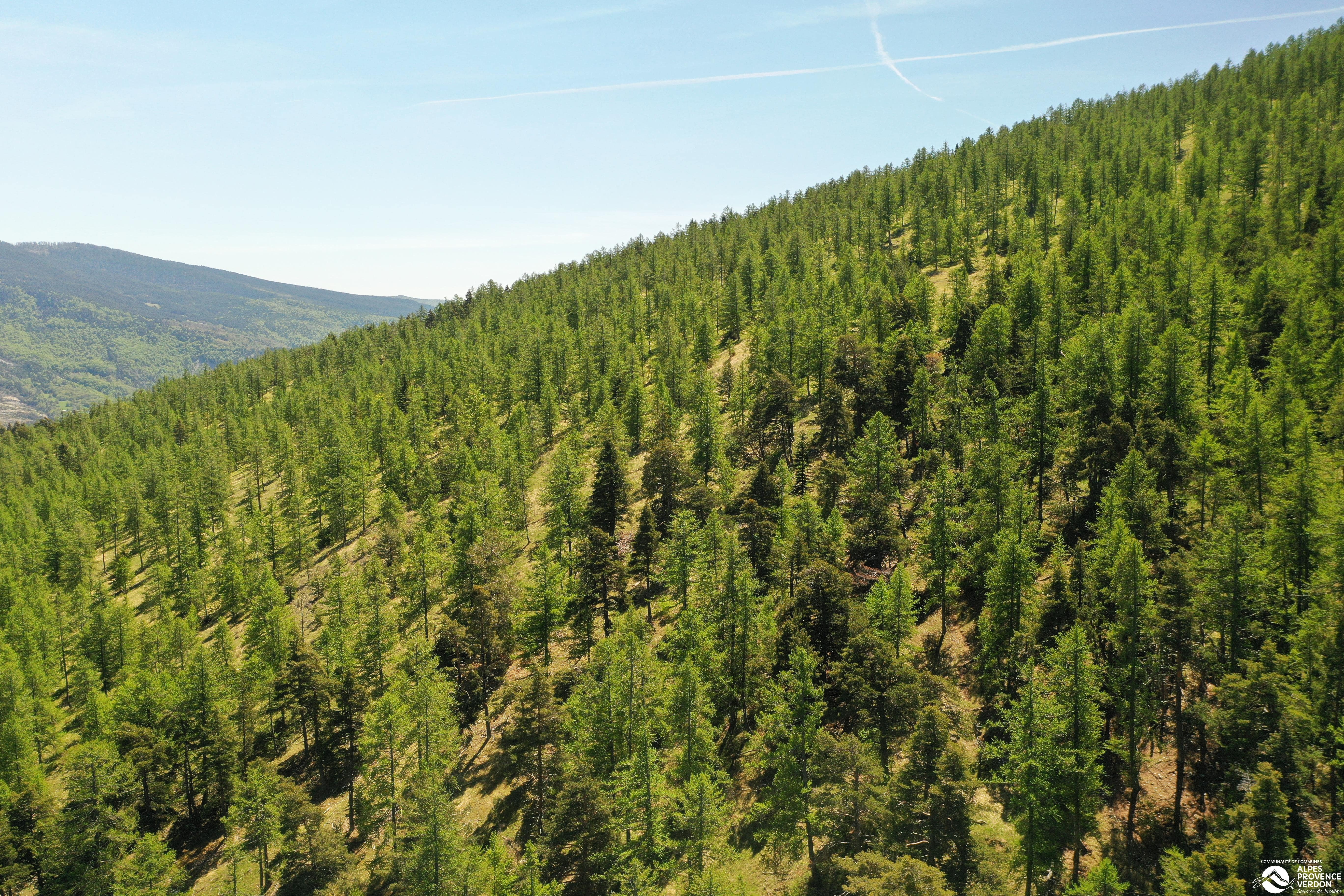 Bois et forêt 8